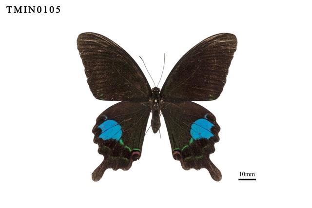 Papilio paris nakaharai Collection Image, Figure 1, Total 6 Figures