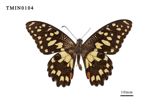 Papilio demoleus  Collection Image, Figure 1, Total 6 Figures
