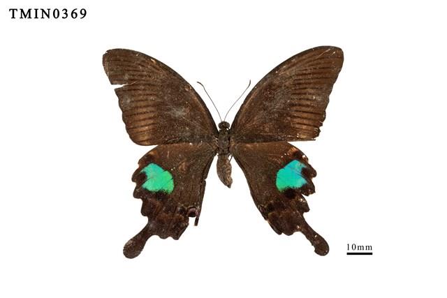 Papilio paris nakaharai Collection Image, Figure 1, Total 4 Figures