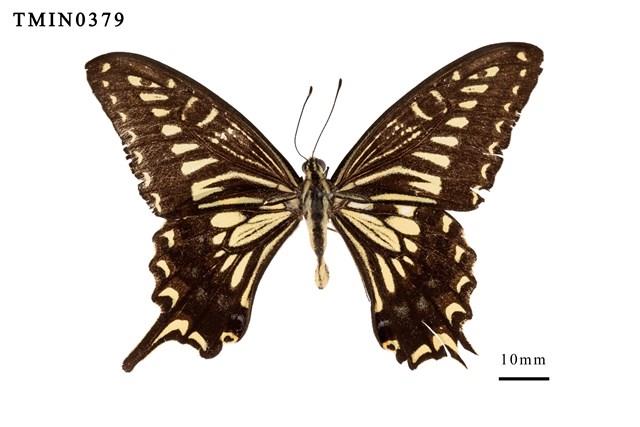 Papilio xuthus xuthus Collection Image, Figure 1, Total 4 Figures