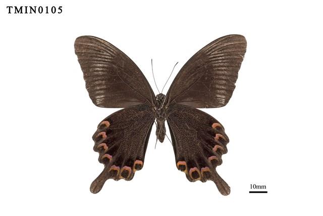 Papilio paris nakaharai Collection Image, Figure 3, Total 6 Figures