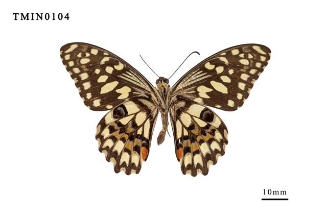 Papilio demoleus  Collection Image, Figure 3, Total 6 Figures