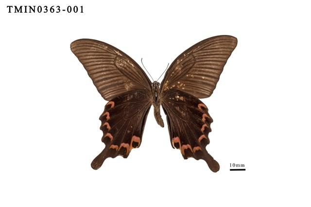 Papilio dialis tatsuta Collection Image, Figure 3, Total 4 Figures