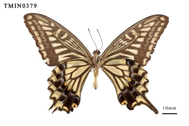 Papilio xuthus xuthus Collection Image, Figure 3, Total 4 Figures