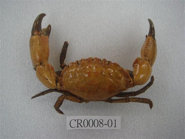 黑爪馬蹄蟹藏品圖，第2張