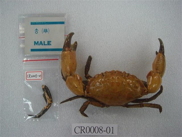 黑爪馬蹄蟹藏品圖，第3張