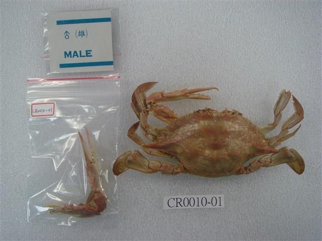 金門蝤蛑藏品圖，第3張