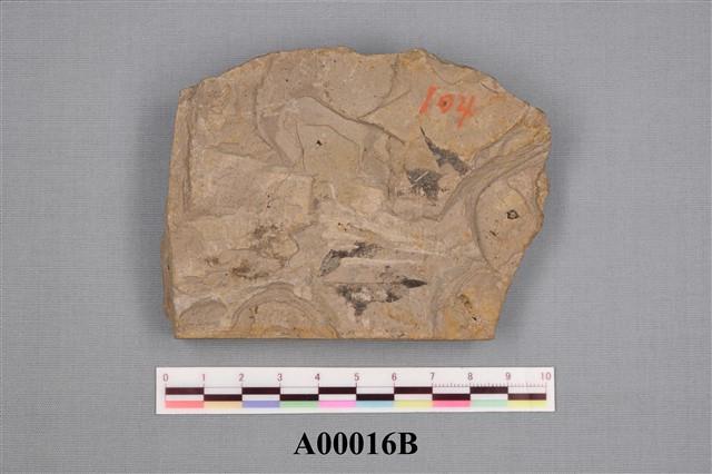 植物化石(櫟屬)藏品圖，第4張