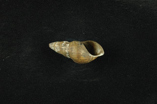 川蜷藏品圖，第4張