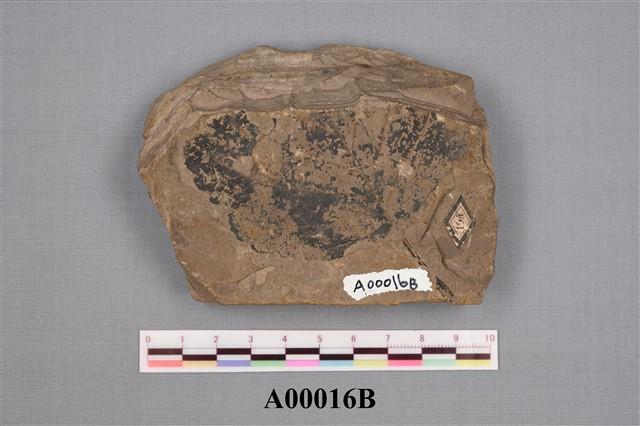 植物化石(櫟屬)藏品圖，第1張