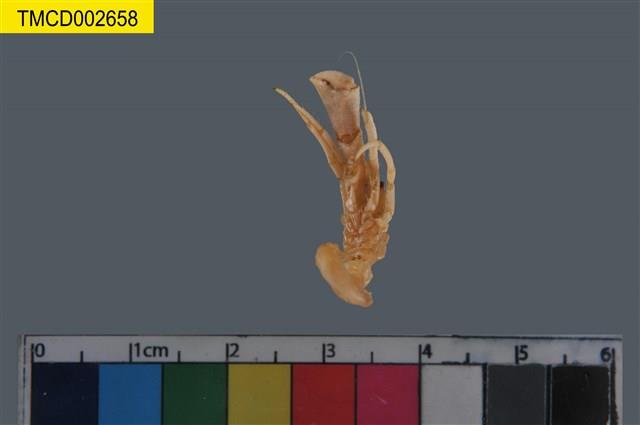 斑馬細紋寄居蟹藏品圖，第8張
