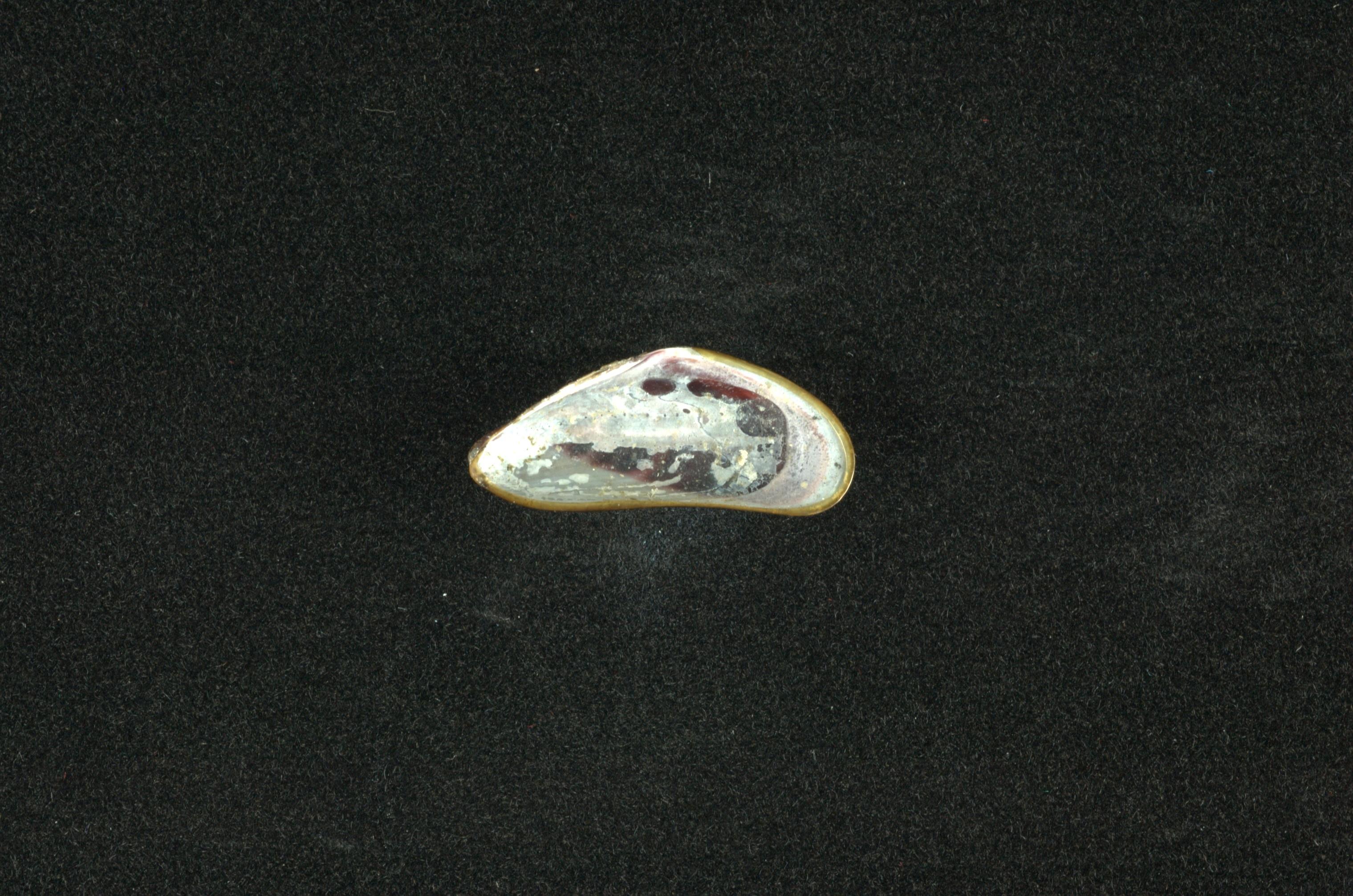河殼菜蛤(沼蛤)藏品圖，第3張