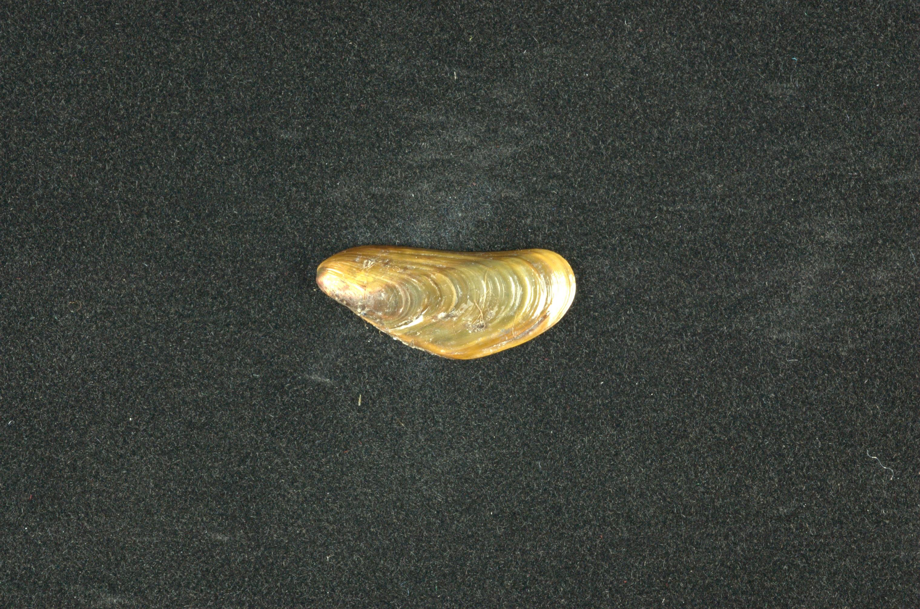 河殼菜蛤(沼蛤)藏品圖，第2張