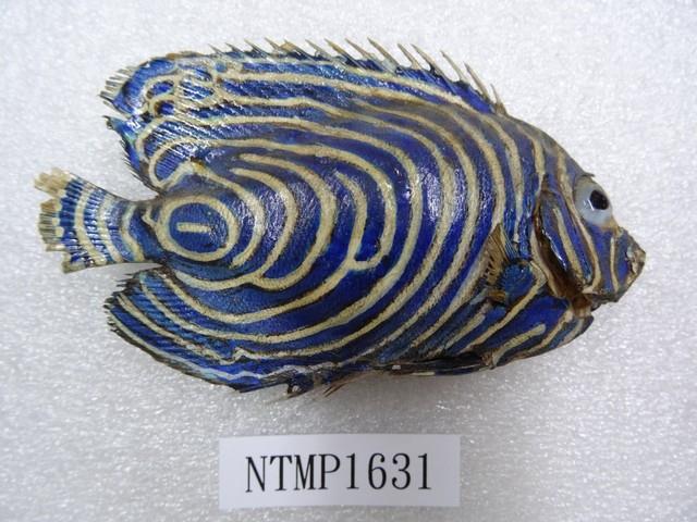 條紋蓋刺魚藏品圖，第2張