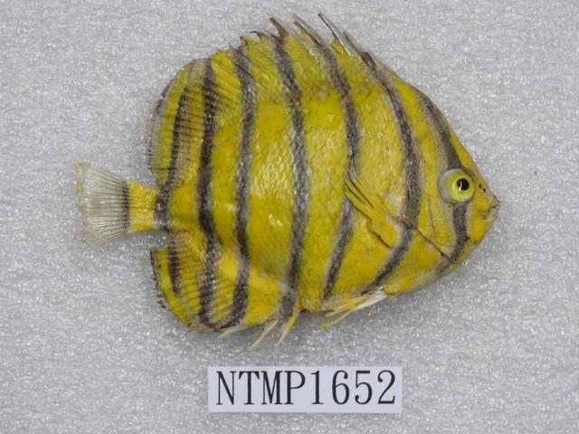 八帶蝴蝶魚藏品圖，第2張