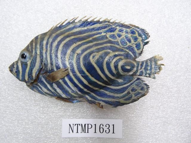 條紋蓋刺魚藏品圖，第1張