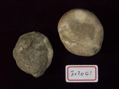 棘燈形海膽藏品圖，第3張