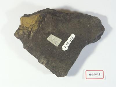 樹葉化石藏品圖，第3張