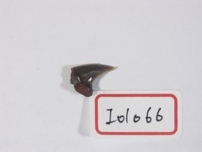 半鋸齒鯊屬牙齒化石藏品圖，第2張