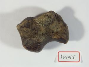 牛腕骨藏品圖，第2張