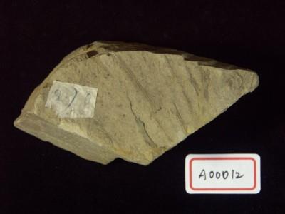 樹葉化石藏品圖，第2張
