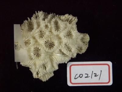 珊瑚化石藏品圖，第2張