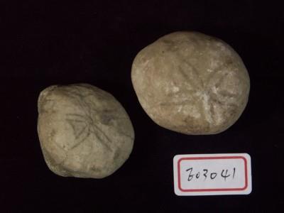 棘燈形海膽藏品圖，第2張