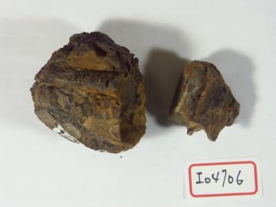 牛上頷臼齒連骨藏品圖，第1張