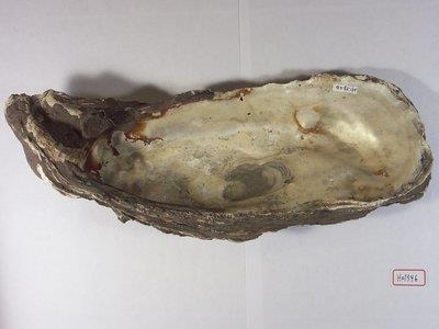 巨大牡蠣化石藏品圖，第2張
