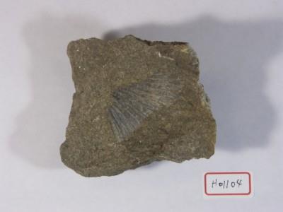 海扇類化石藏品圖，第2張