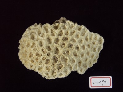 Accession Number:C02094 Collection Image, Figure 2, Total 4 Figures