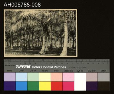 日治台灣所見高雄旗後椰子林明信片藏品圖，第1張