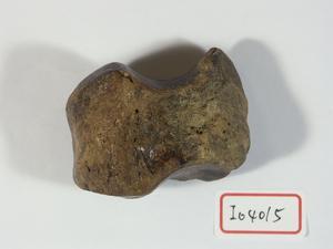 牛腕骨藏品圖，第1張