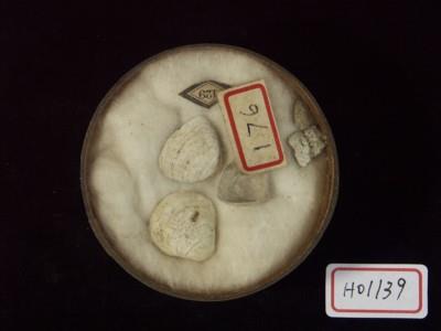蜆蛤藏品圖，第2張