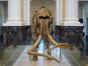 長毛象骨骼藏品圖，第1張