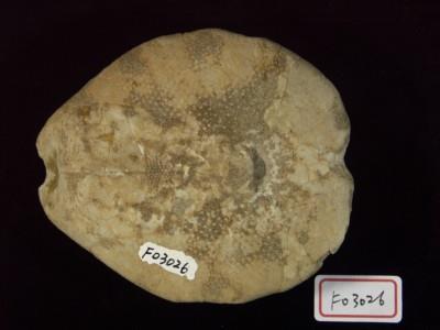 布萊恩海膽藏品圖，第4張