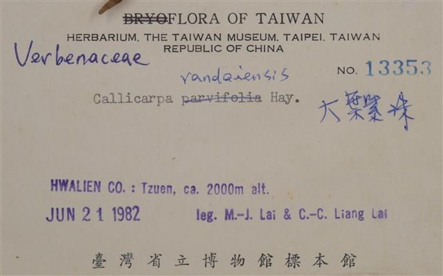 大葉紫珠(巒大紫珠)藏品圖，第2張