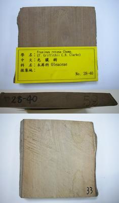 光臘樹藏品圖，第1張