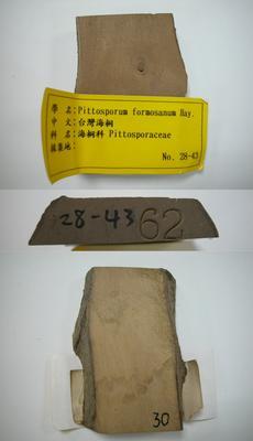 臺灣海桐藏品圖，第1張