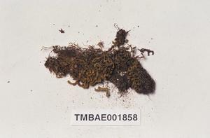 側出苔藏品圖，第7張
