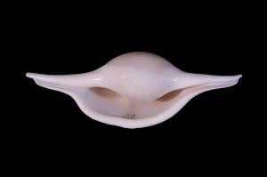 菱角螺藏品圖，第3張