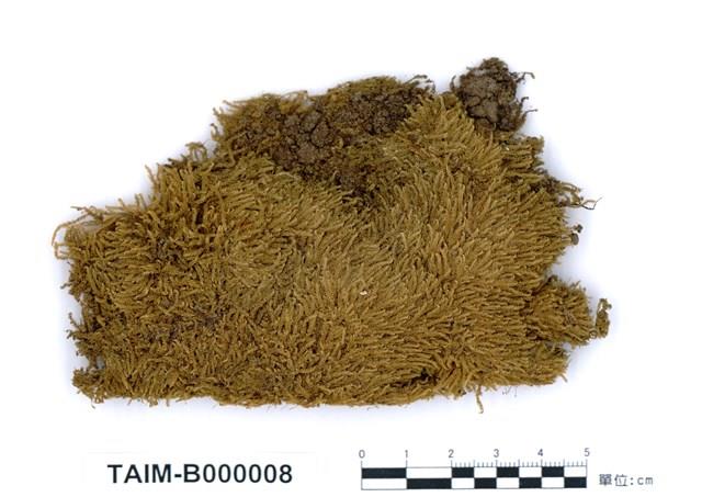 Acanthorrhynchium papillatum Collection Image, Figure 1, Total 10 Figures