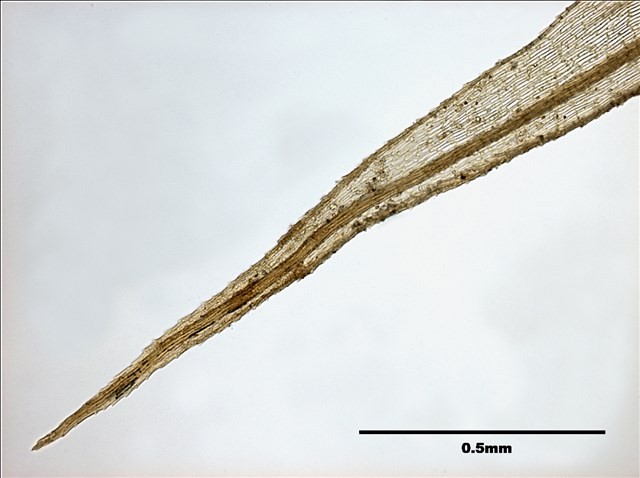 Philonotis mollis (Dozy et Molk.) Mitt. Collection Image, Figure 5, Total 20 Figures