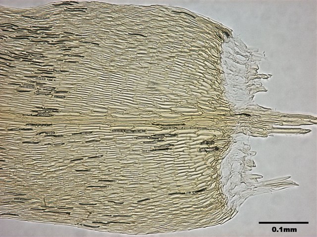 Calliergon giganteum Collection Image, Figure 5, Total 12 Figures