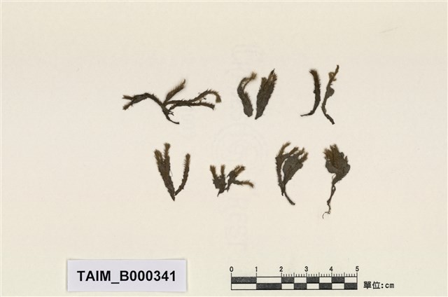 Philonotis mollis (Dozy et Molk.) Mitt. Collection Image, Figure 4, Total 20 Figures