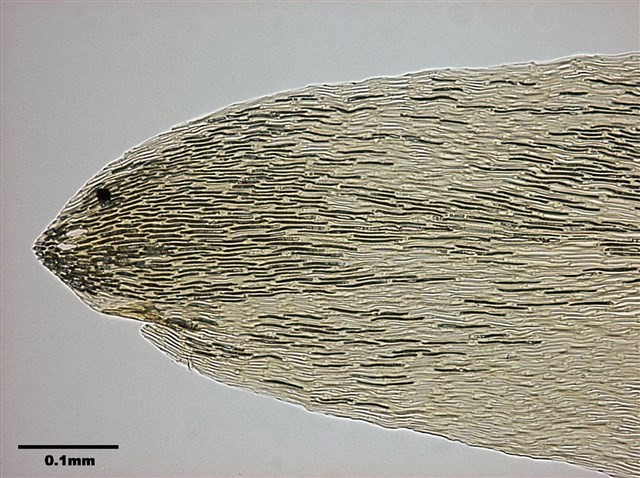 Calliergon giganteum Collection Image, Figure 4, Total 12 Figures