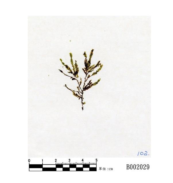互生鱗葉苔藏品圖，第1張