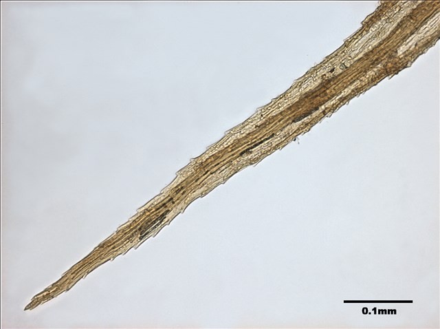 Philonotis mollis (Dozy et Molk.) Mitt. Collection Image, Figure 7, Total 20 Figures