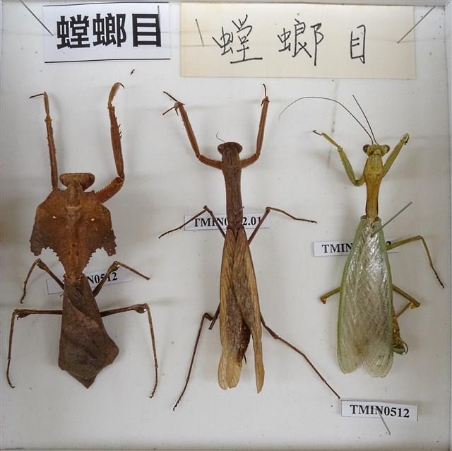 螳螂目藏品圖，第2張