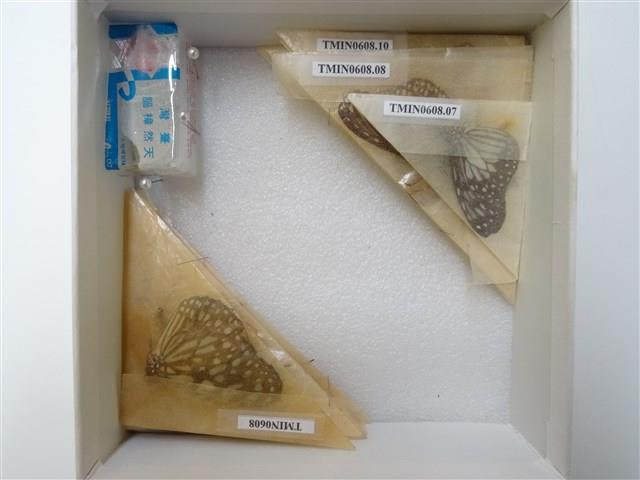 淡紋青斑蝶藏品圖，第2張
